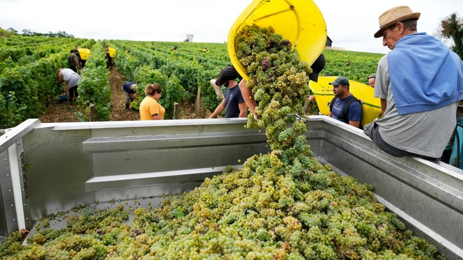Drought forces earliest harvest ever in French wine country