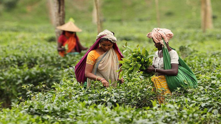 Tea workers resume work after 20 days of demos