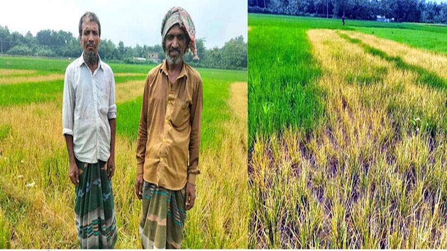 Newly transplanted T Aman saplings poisoned