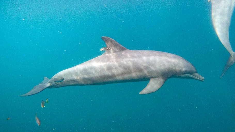 3 rescued dolphins swim free from Indonesia  sanctuary