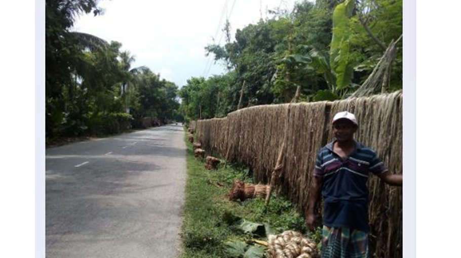 Bumper jute yield in Chuadanga, farmers eye fair price
