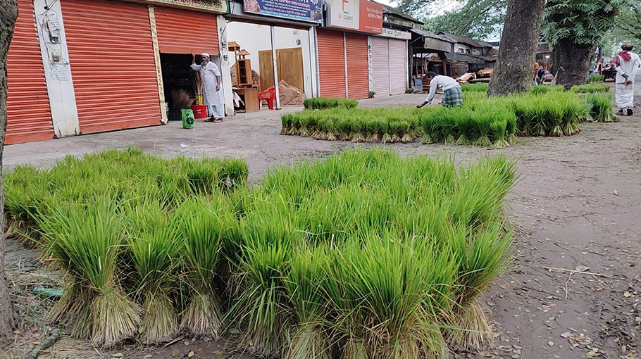 Paddy seedling haat thriving in Brahmanbaria