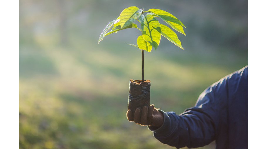 Tree plantation prog  starts to protect   environment
