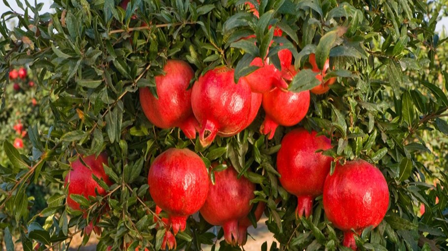 Pomegranate farming getting  popular in Chuadanga