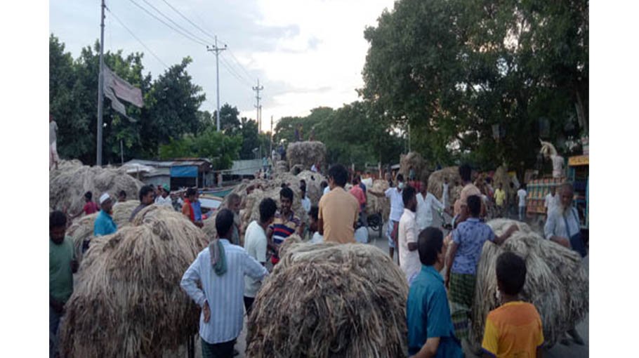 Bumper yield of jute in Pabna, farmers expect fair price