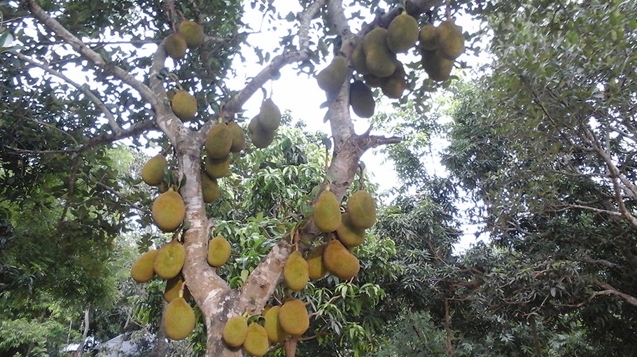 Combined fruit gardens gain ground in Chuadanga