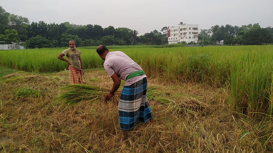 Aman paddy cultivation in Chalan Beel in jeopardy 