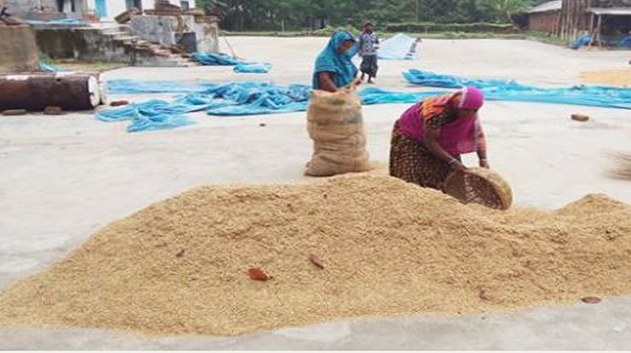 Bumper yield of Aush paddy in Chuadanga