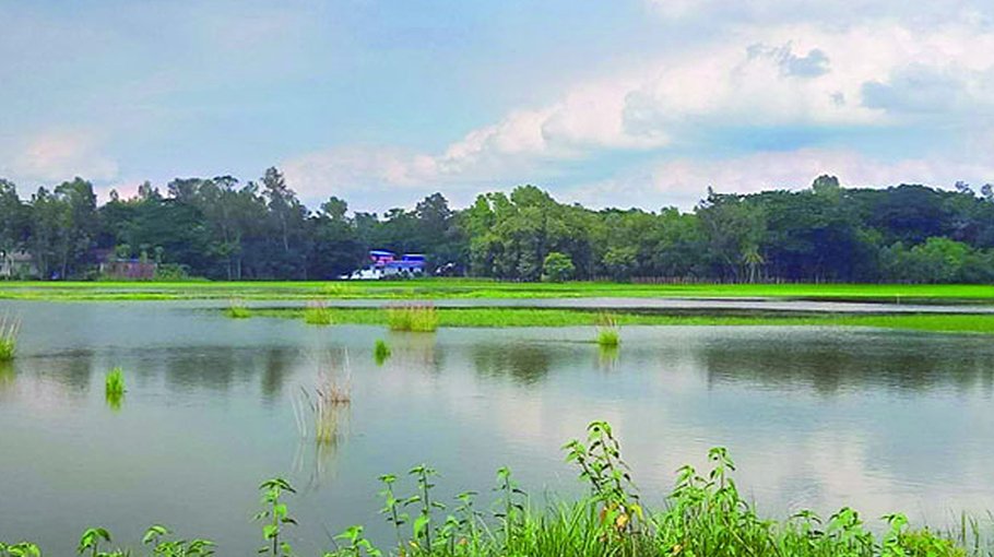 Aman seedlings submerged  under water in Mirsharai