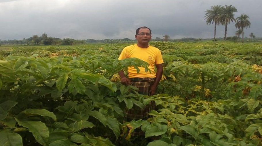Arum farming gaining ground in Chuadanga  