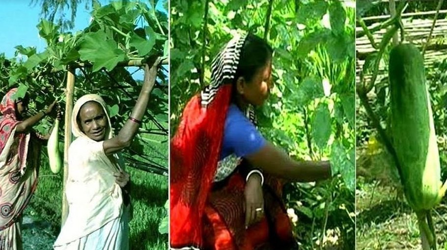 Home-based farming empowering rural women    