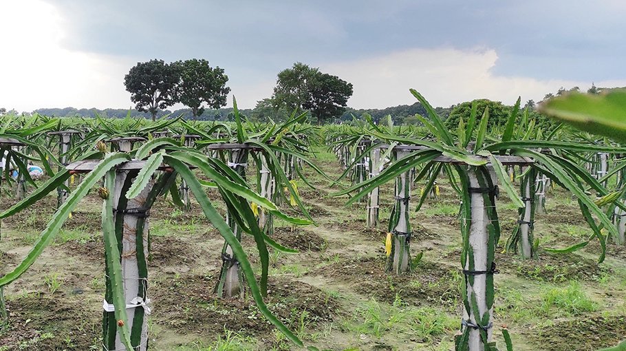 Dragon fruit cultivation becomes popular in Pabna