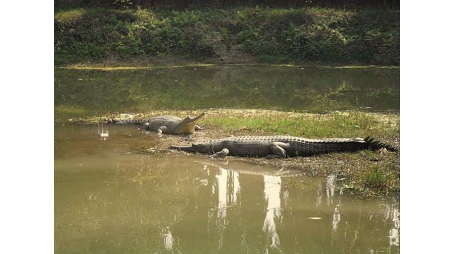 Rajshahi Zoo in a state of dilapidation