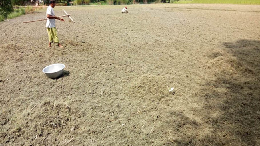 Black gram farming  expands  in Pabna