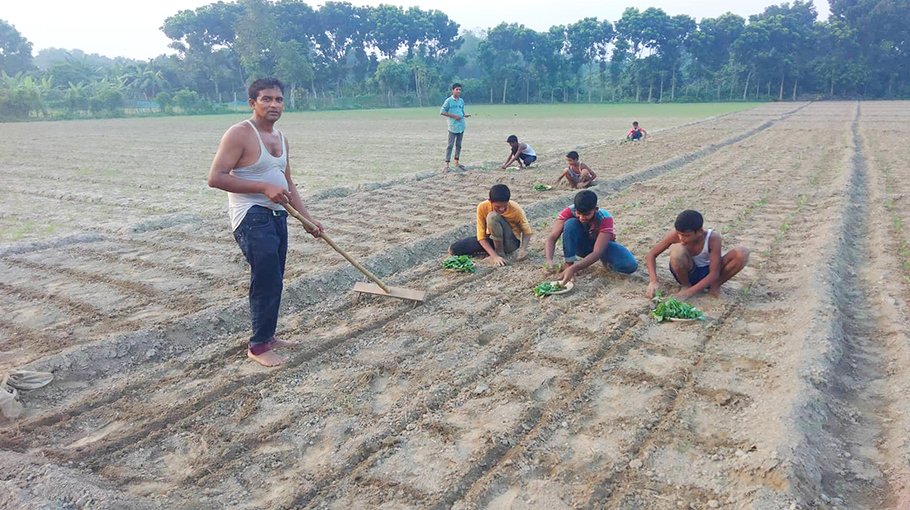 Early winter vege farming  starts in Pabna