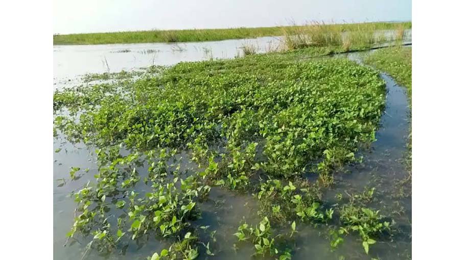 Rise in Jamuna water level floods  vast track of croplands