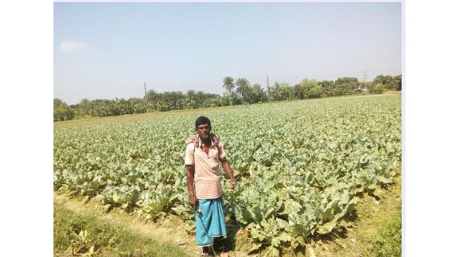 Summer vegetable farming exceeds target, farmers hope for big profit 