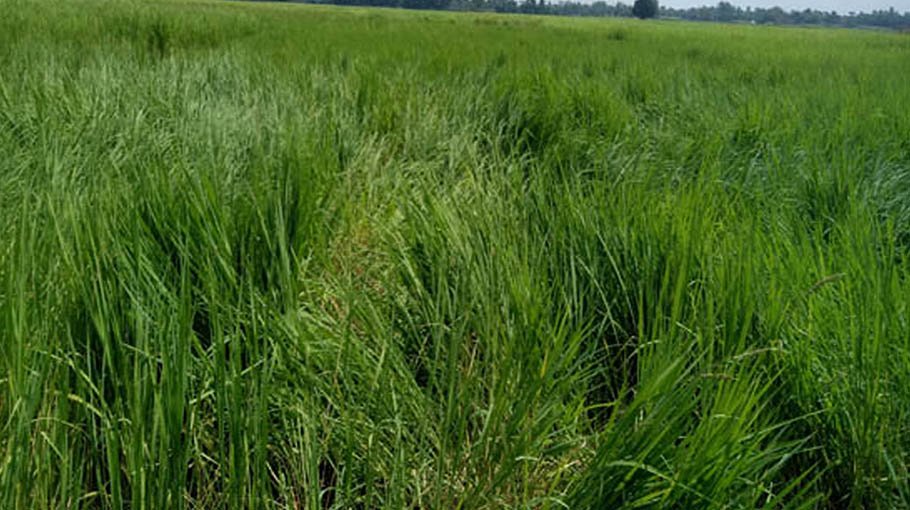 Bumper Aman yield expected in n-region this year