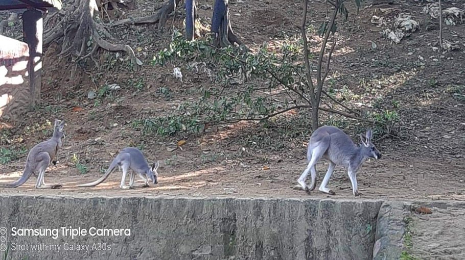 12 animals came to Ctg Zoo from Netherlands