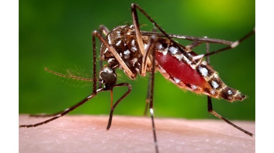 Dengue cases are increasing in Chattogram