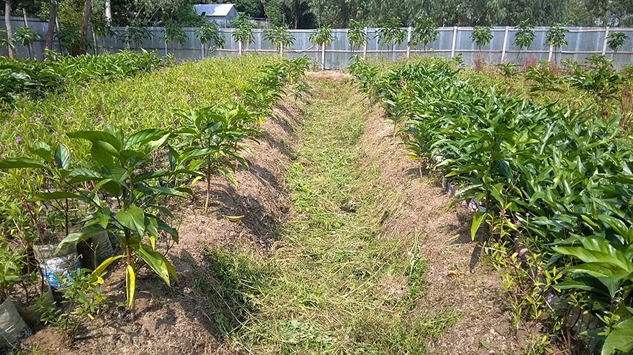Noni fruit being cultivated commercially at Tangail