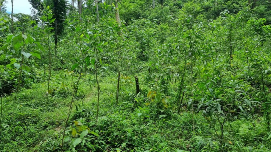 Ban on felling trees in reserve forests to continue