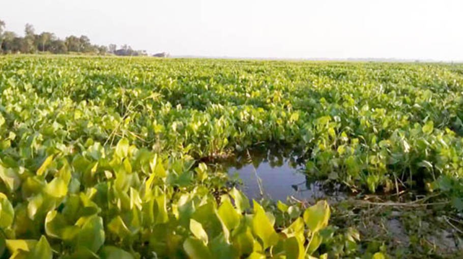 Croplands covered in water hyacinth leave farmers in distress