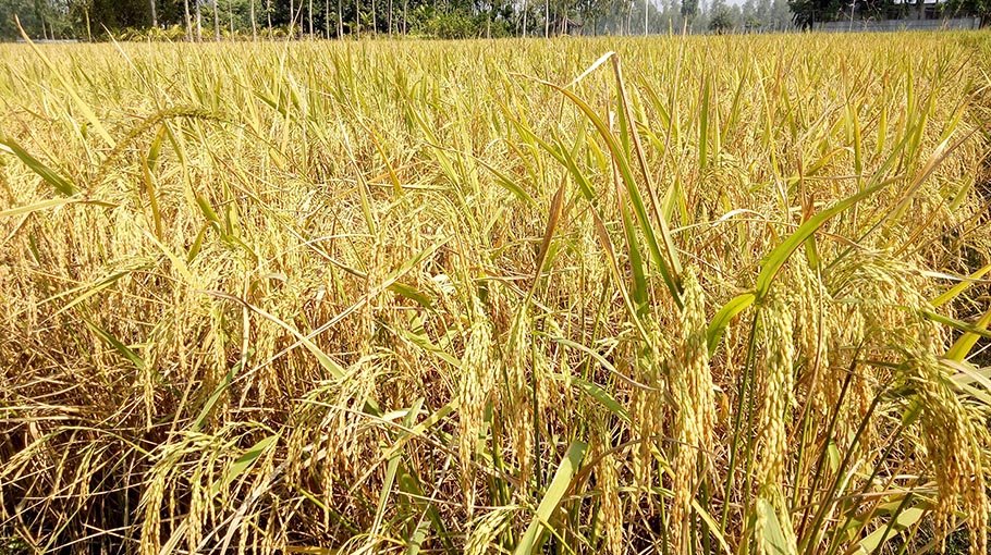 Bumper yield of Aman paddy in Kurigram, target exceeded