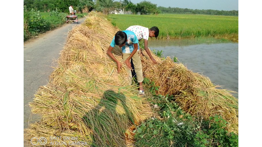 Jhenaidah farmers yet to profit from T-Aman for high production cost