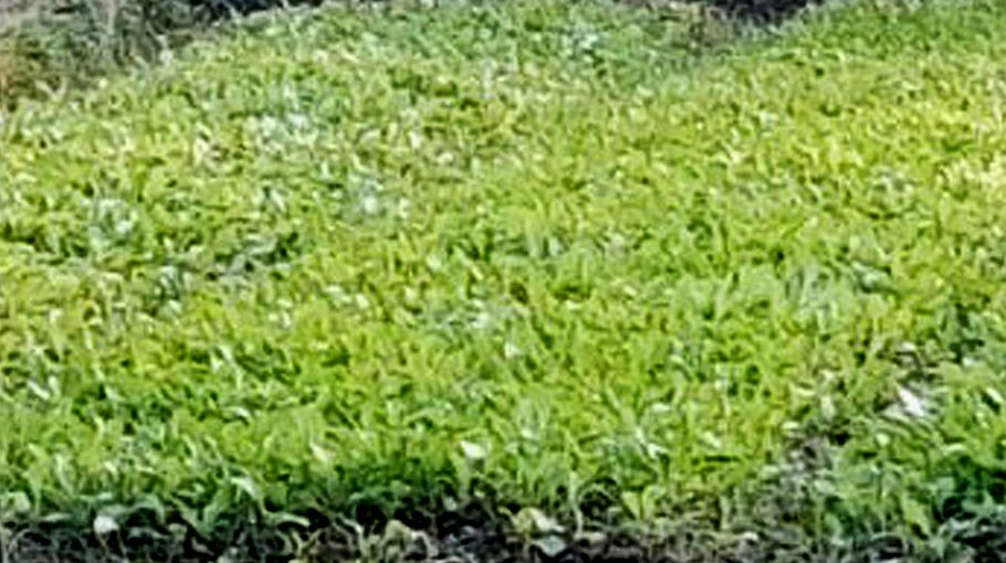 Winter veg farming starts in Brahmanbaria