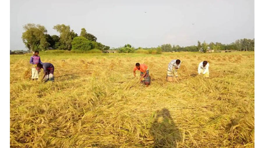 Pabna farmers profit from bumper yield, high price of Aman paddy