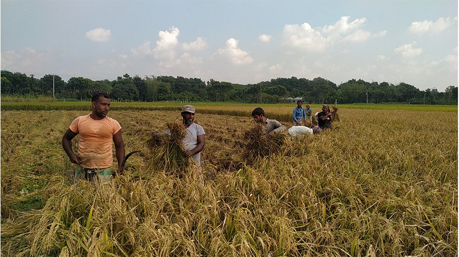 Aman paddy farmers happy in Chatmohor
