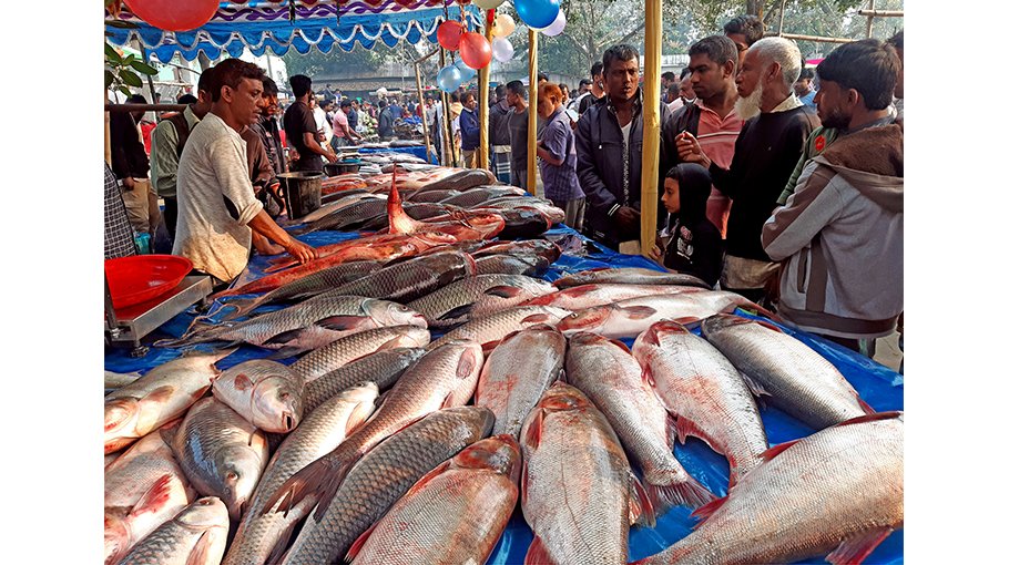 Traditional fish market delights buyers in Bogura