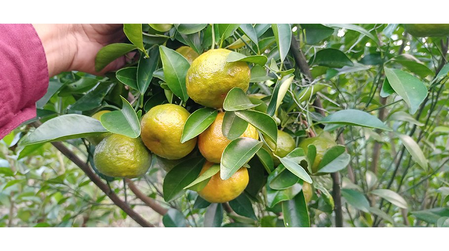 Babuganj farmer succeeds in growing China orange