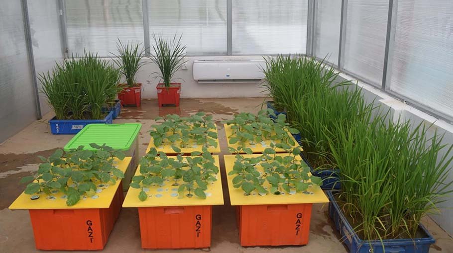 SUST moving ahead with research on salt-tolerant rice in coastal areas 