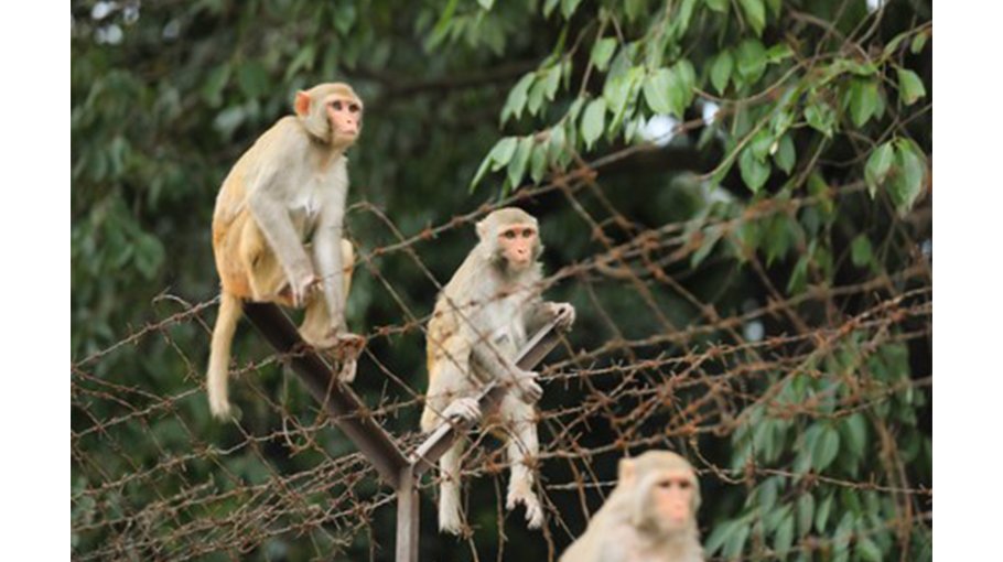 Hungry monkeys forage for food on rooftops in Jamalpur