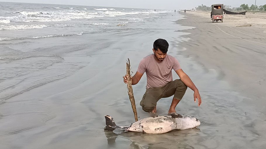 4-foot dead dolphin found on Kuakata Beach