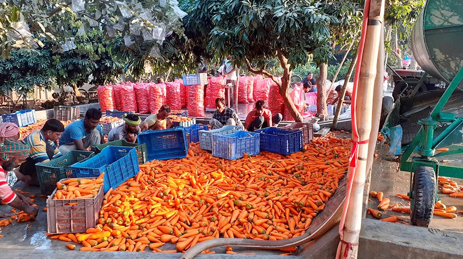Bumper carrot production in Ishwardi, interest among farmers piqued
