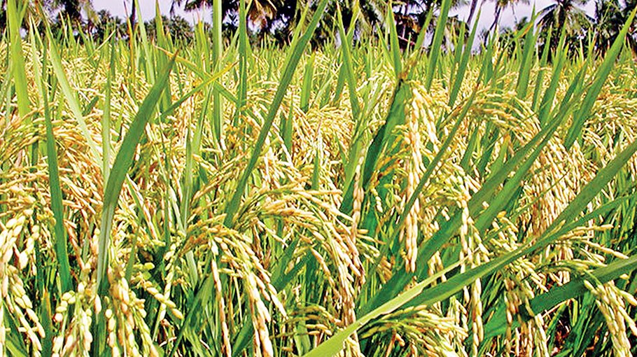 Bumper production of Aman paddy in Sylhet division