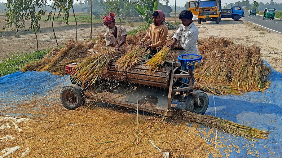 Bumper paddy production in Bogura, farmers busy