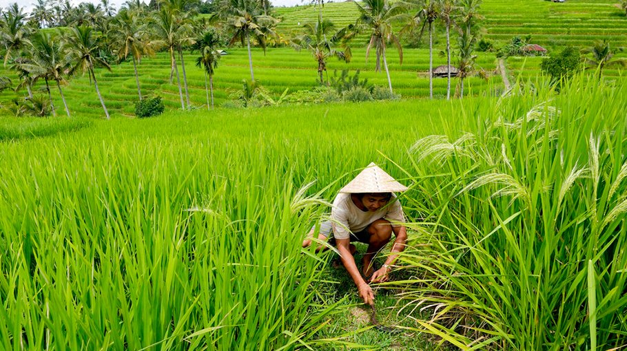 Bali’s water crisis threatens  local culture, UNESCO sites