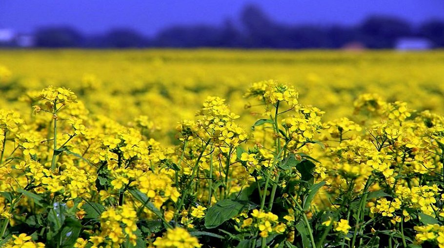 Sylhet farmers getting more interested in mustard cultivation