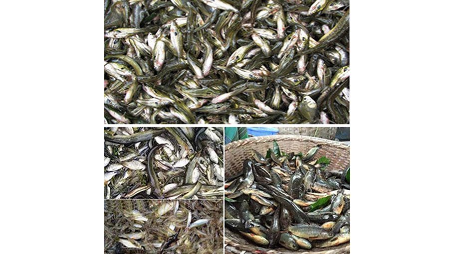 Native species of fish on the verge of extinction