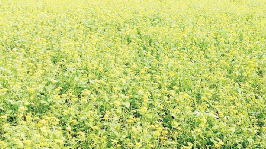Bumper mustard yield in Pabna, farmers eye profit