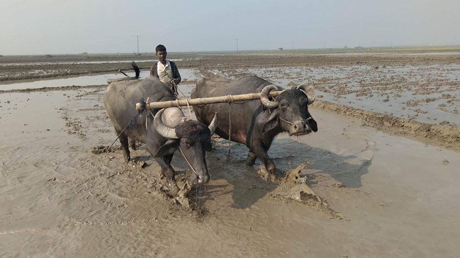 Boro cultivation starts in Pabna braving cold waves