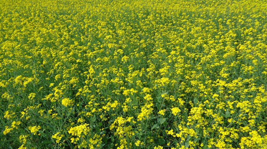 Bumper mustard yield likely in Pabna, farmers expect profit