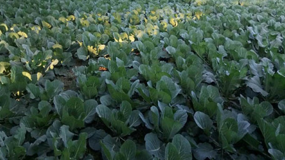 Bumper veg production cheers char people in Pabna