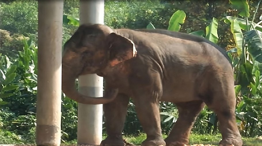 Another elephant dies at Safari Park