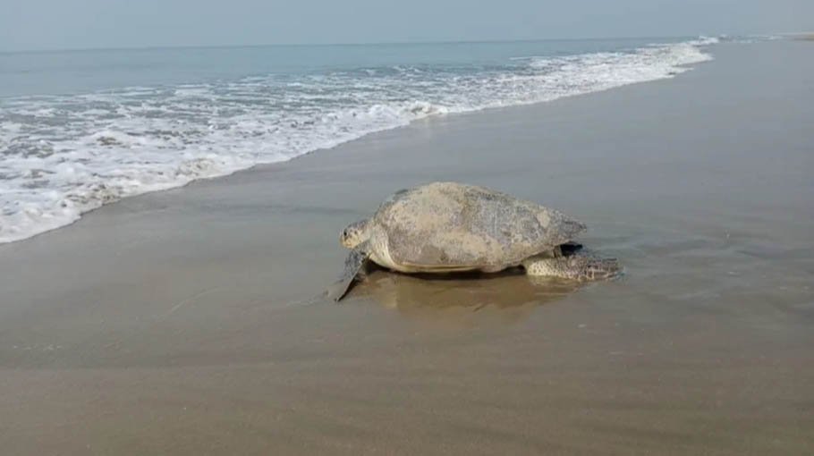 Turtles returning to Cox’s Bazar beach
