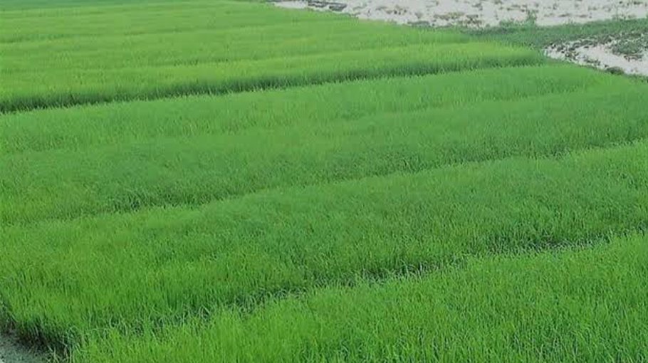 DAE takes steps to protect seedlings from cold in Gaibandha